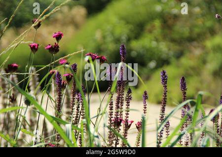 Giardino Botanico di Erlangen - Impressioni Foto Stock