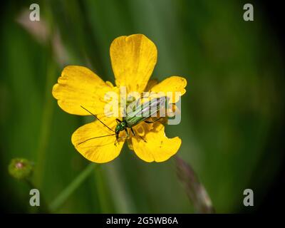 Beetle gonfio-coscia, Oedemera nobilis, coleottero di fiori spessi-cosce su fiore giallo di coppa del burro. Foto Stock