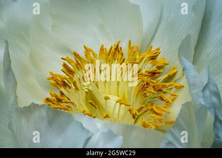 Un grande fiore bianco di pony dell'albero in piena fioritura Foto Stock