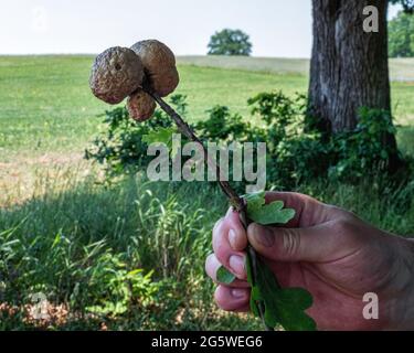 Quercia mela Gall. Crescita spugnosa rotonda su querce causata da larve della vespa, Biorhiza pallida. Foto Stock