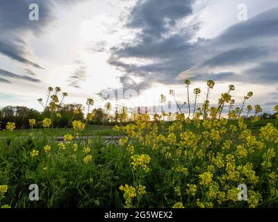 Bella foto di fiori gialli e drammatico cielo serale in campagna in Germania Foto Stock