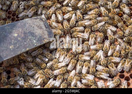 L'apicoltore sta lavorando con api e alveari su apiary Foto Stock