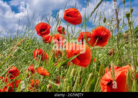 Papaveri vibranti e selvaggi rossi in un campo Foto Stock