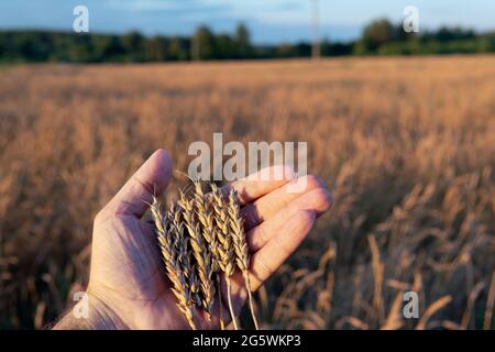 Orecchie di grano mature giacenti in mano dell'agricoltore con un campo di grano sullo sfondo in estate soleggiata sera durante il tramonto. Concetto di raccolto. Foto Stock