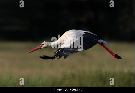 Cicogna bianca Ciconia ciconia che vola da vicino su campi isolati su sfondo scuro. Costa sud occidentale dell'Atlantico Foto Stock