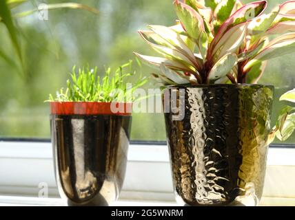 Peperomia pianta domestica Ginny su davanzale da cucina (Peperomia spp.) Foto Stock