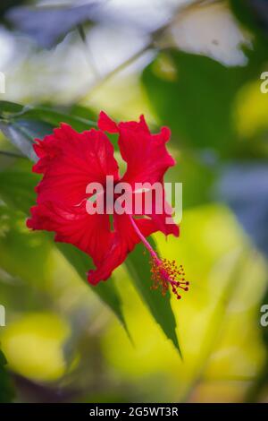 Bel primo piano di un fiore hibiscus hawaiano rosso in estate Foto Stock