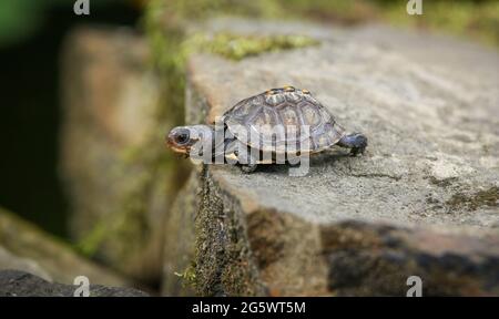 Piccola tartaruga boschiva (Terrapene carolina) che strisciano su una roccia Foto Stock