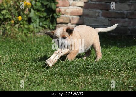 Miniature pinscher cucciolo giocare in giardino Foto Stock