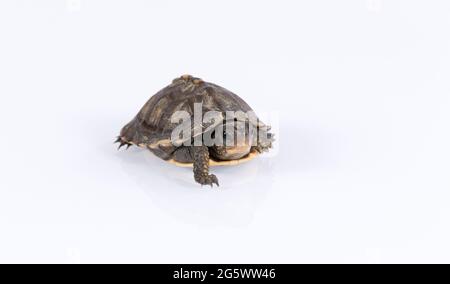 Tartaruga di bosco del bambino (Terrapene carolina) isolata su sfondo bianco con riflessione Foto Stock