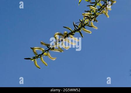 Foglie e infiorescenza di un salice bianco Salix alba in primavera, Sofia, Bulgaria Foto Stock