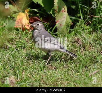 Un giovane (in fuga) Pied Waggail (Motacilla Alba) Foto Stock