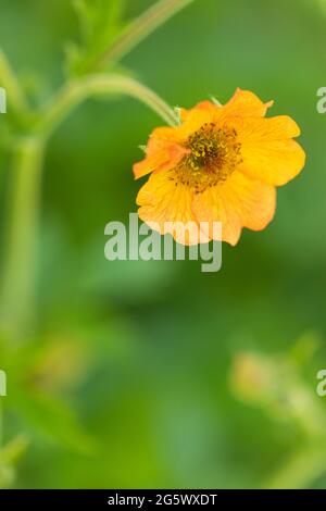 Primo piano un singolo Geum arancione chiamato totalmente Tangerine contro uno sfondo verde offuscato, fioritura estiva nel Regno Unito Foto Stock