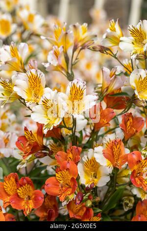 Primo piano di un luminoso e colorato display di Alstroemeria bianco e arancione fiorire in un giardino estivo inglese, Inghilterra, Regno Unito Foto Stock