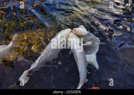 Carpa koi in un laghetto, vista ad alto angolo, Krasnodar, Russia Foto Stock