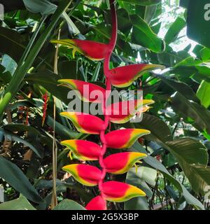 Fiori rossi e gialli brillanti (Lobster Claw) tra folti fogliame in una foresta tropicale Foto Stock