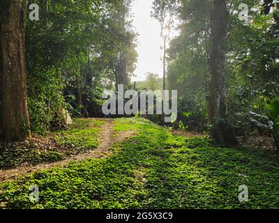 Una strada che attraversa una foresta tropicale o una piantagione circondata da alberi e vegetazione lussureggiante che cattura il sole della mattina presto Foto Stock
