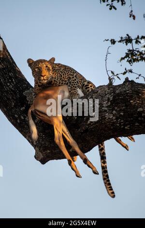 Leopardo in un albero con un impala morto in Zambia Foto Stock