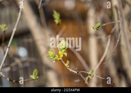 Il primo delicato fiore cresce sui rami della mela in primavera Foto Stock