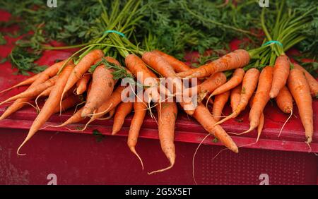 Carote fresche mature esposte sul mercato del cibo di strada Foto Stock