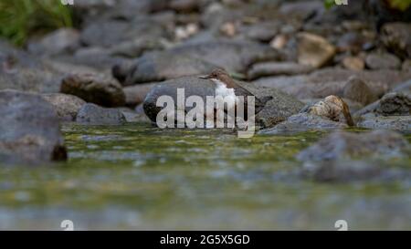 bird, europa, italia, liguria, italia, schnabel, selvatico, piume, finch, specht, uccello, natur, selvatico lebene tiere, tier, ast, selvatico, baum, schnabel Foto Stock