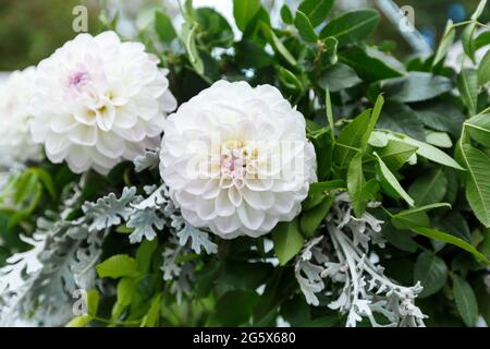 Decorazioni per cerimonie nuziali: Decorazioni ravvicinate dell'arco, decorate con crysantemi, rose, idrangee e vegetazione. Un sacco di fiori in bianco e blu Foto Stock