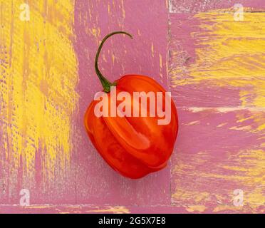 Vista in pianta di un singolo peperoncino rosso Scotch Bonnet su sfondo di legno rosa e giallo. Foto Stock