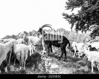 Capra nelle alpi italiane in bianco e nero Foto Stock