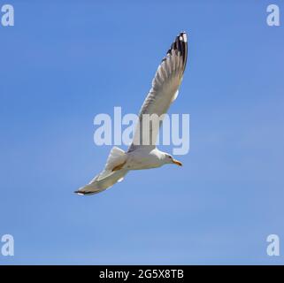 Gabbiano europeo delle aringhe che volano su uno sfondo blu chiaro, ali aperte. Vacanze estive al mare e concetto di libertà. Vista ad angolo basso Foto Stock