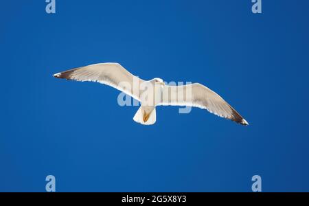 Gabbiano europeo delle aringhe che volano su uno sfondo blu chiaro, ali aperte. Vacanze estive al mare e concetto di libertà. Vista ad angolo basso Foto Stock