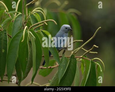 Primo piano ritratto di Blue-grigio Tanager (Thraupis episcopus) piuttosto uccello in albero, Vilcabamba, Ecuador. Foto Stock