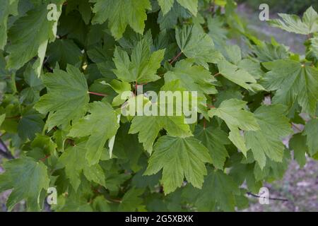 Foglie fresche e frutto di Acer pseudoplatano Foto Stock