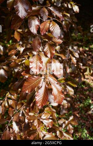 Fogliame rosso di Fagus sylvatica purpurea in primavera Foto Stock