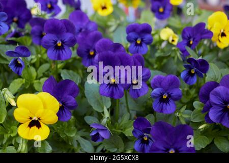 Viola williamsii fiori colorati Foto Stock