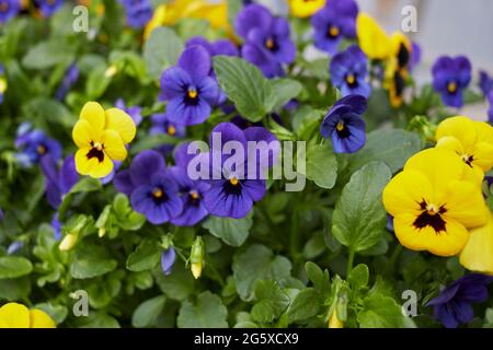 Viola williamsii fiori colorati Foto Stock