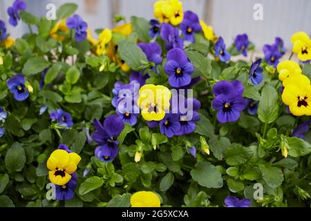 Viola williamsii fiori colorati Foto Stock