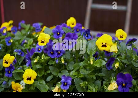 Viola williamsii fiori colorati Foto Stock
