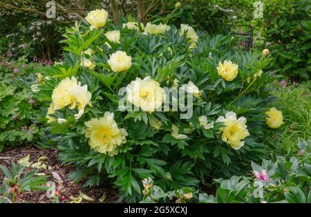 Itoh ibrido paeonia bartzella, peonia anintersezionale che produce grandi fioriture gialle dalla tarda primavera all'inizio dell'estate Foto Stock