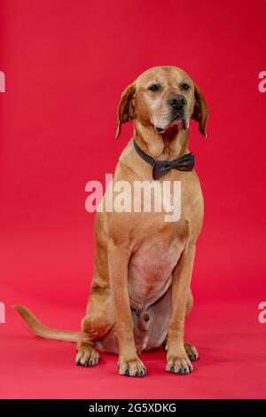 Cane Labrador su sfondo rosso con archetto. Foto Stock