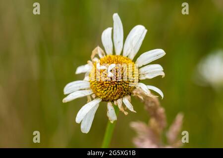 Un fiore daisy morente, Regno Unito Foto Stock