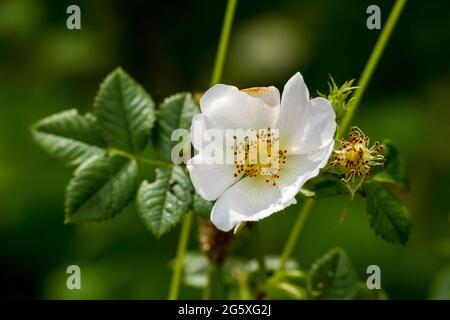 Rosa canina, bianco cane rosa fiore all'inizio dell'estate, Regno Unito Foto Stock