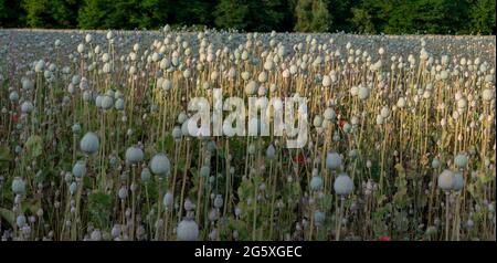 Il seme di papavero (papaver somniferum) si testa in estate. La pianta è anche conosciuta come Breadseed o papavero di Opium. Foto Stock