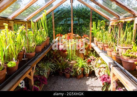 Interni Greenhouse, Winterbourne House and Gardens, Regno Unito Foto Stock