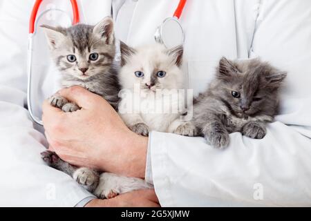 Molti gatti gattini in mani di medico veterinario maschile per controllare la salute, animali domestici check up. Uomo che tiene abbracciando piccolo gruppo di famiglia di gattini fluffy. Mammifero Foto Stock