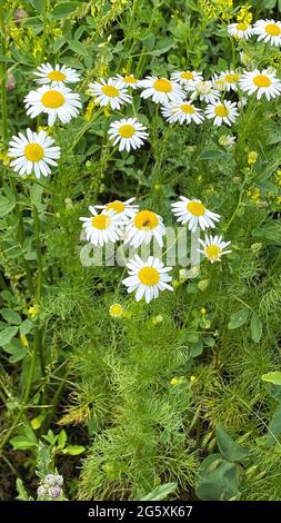 Fiori di camomilla con foglie verdi. Erbe medicinali. Natura sfondo Foto Stock