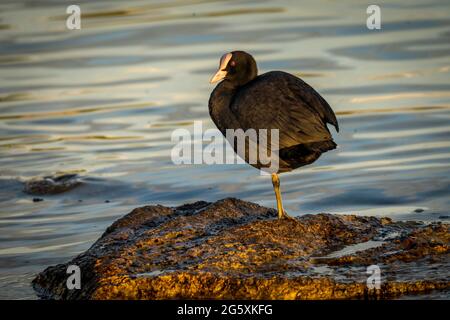 Coot arroccato sulla roccia al Lago di Zurigo Foto Stock