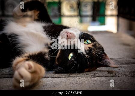 Agouti pelliccia colore gatto sdraiato sul terreno Foto Stock