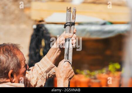 persona che costruisce una struttura per piantare pomodori. Messa a fuoco selettiva. Foto Stock