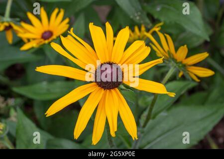 Questa immagine mostra una vista ravvicinata dei fiori perenni di Susan (rudbeckia hirta) giallo arancio brillante negli occhi neri in un giardino ornamentale soleggiato delle farfalle. Foto Stock