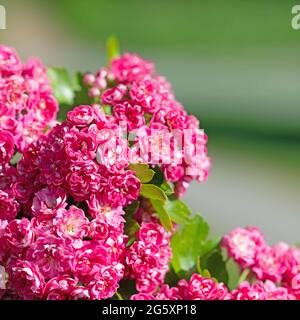 La spina rossa fiorente, Crataegus laevigata, in primavera Foto Stock